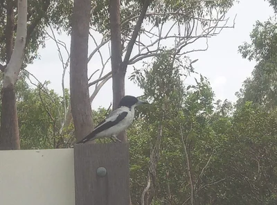 Palmerston - Photo 2
