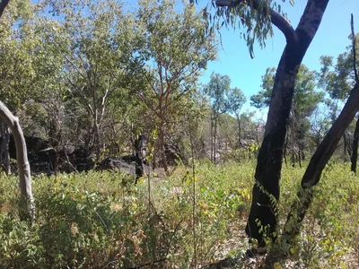 Jabiru - Photo 3