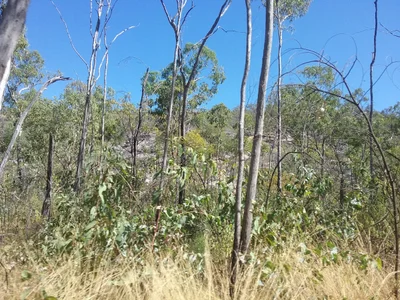 Jabiru - Photo 4