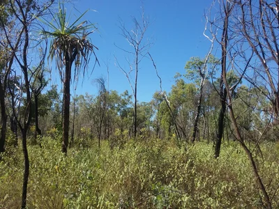 Jabiru - Photo 5