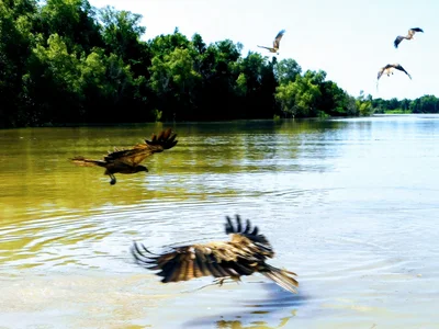 Adelaide River - Photo 3