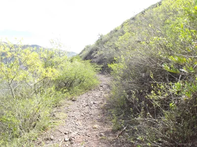 Usnu - Photo 3