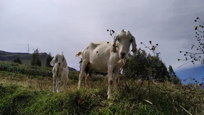 Coporaque - Photo 5