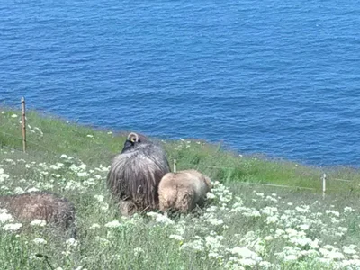 Helgoland - Photo 3