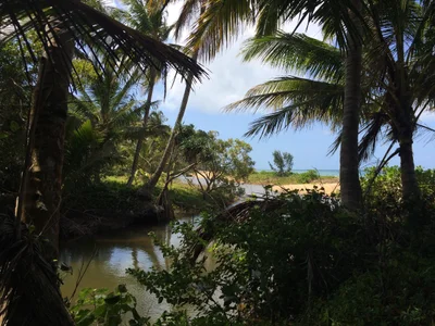 Cassowary Coast Regional - Photo 4