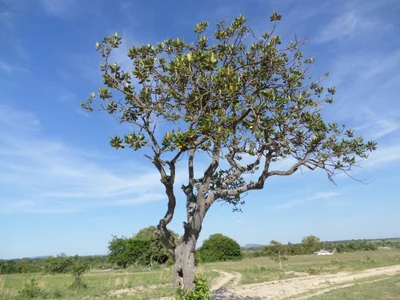 Goromonzi - Photo 2