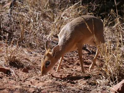 Waterberg Plateau Park - Photo 2