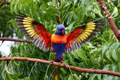 Livingstone Shire - Photo 4