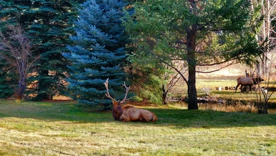 Evergreen - Photo 3