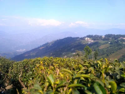 Darjeeling - Photo 3