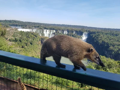 Iguassu Falls - Photo 5