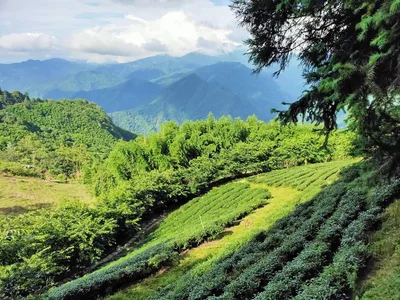 Wufeng - Photo 4