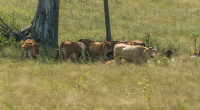 Beaudesert - Photo 5