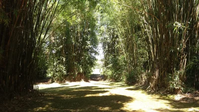 Fonte Missioneira - Photo 5