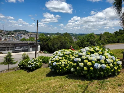 Flores da Cunha - Photo 2