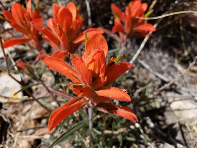 Placitas - Photo 4