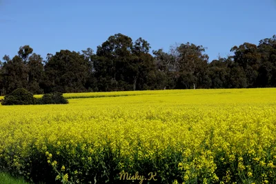Toodyay - Photo 2