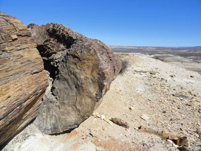 Troncos Petrificados - Photo 3