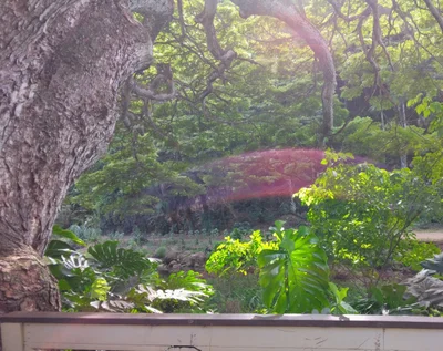 Waimea - Photo 5
