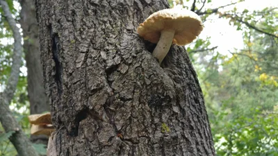 Minnetonka - Photo 5
