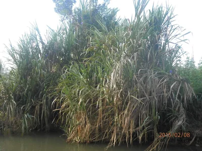 Kumbalwela - Photo 3