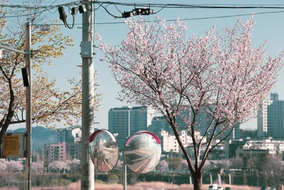 Yeoju-si - Photo 2