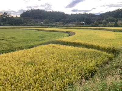 Yeoju-si - Photo 5