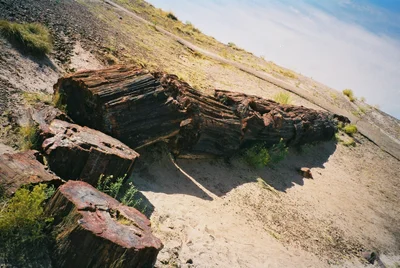 Petrified Forest National Park - Photo 5