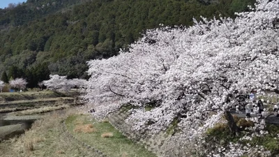 Ujitawara - Photo 4
