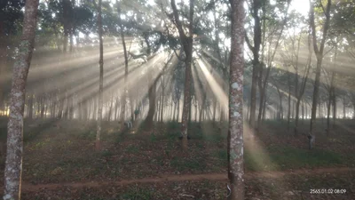 Wiang Pa Pao - Photo 4