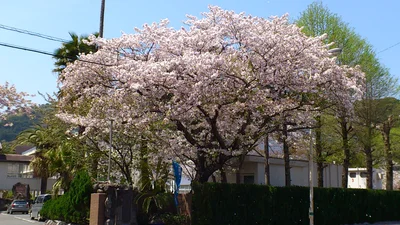 Sukumo - Photo 4