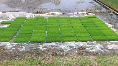 Sukumo - Photo 5