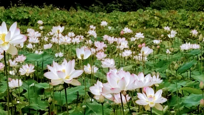 Nihonmatsu - Photo 5