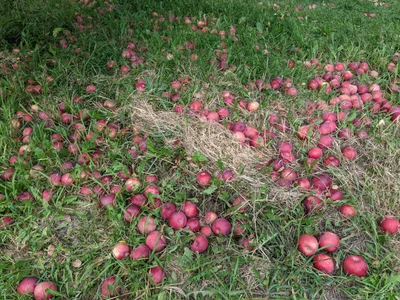 Rougemont - Photo 3