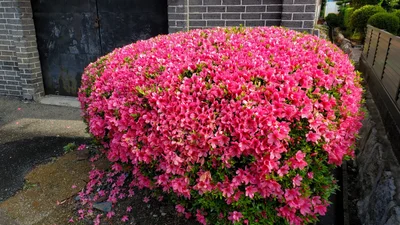 Tosu - Photo 3