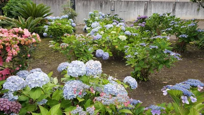 Tosu - Photo 4