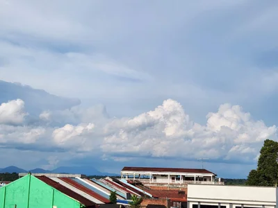 Paloh - Photo 4