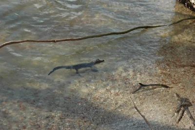 Goat Island (Isla Cabritos) - Photo 4