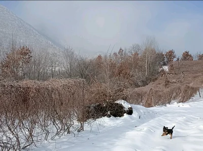 Baishan - Photo 4