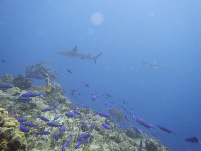 French Cay - Photo 4