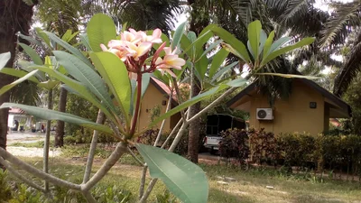 Chaiya - Photo 3