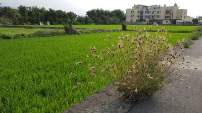 Houlong - Photo 2