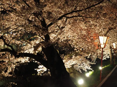 Yamatotakada - Photo 2