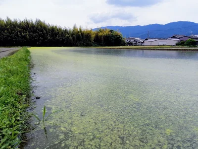 Yamatotakada - Photo 5