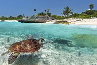 Quintana Roo - Photo 4
