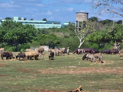 Zoologico - Photo 2