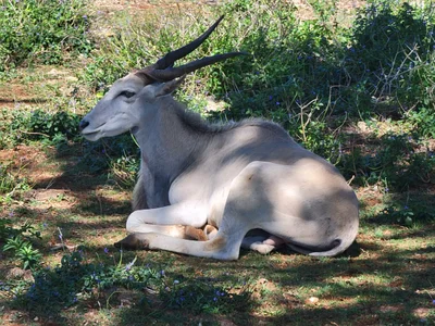 Zoologico - Photo 3