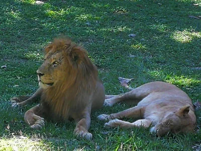 Zoologico - Photo 5
