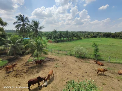 Mahuva - Photo 3