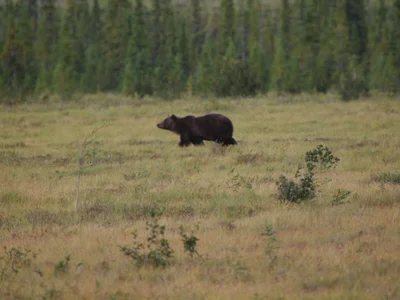 Dempster Highway - Photo 5